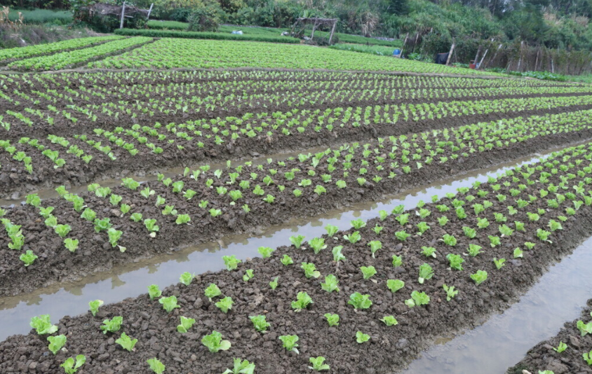 土壤肥料養分分析儀：揭秘應用范圍與功能